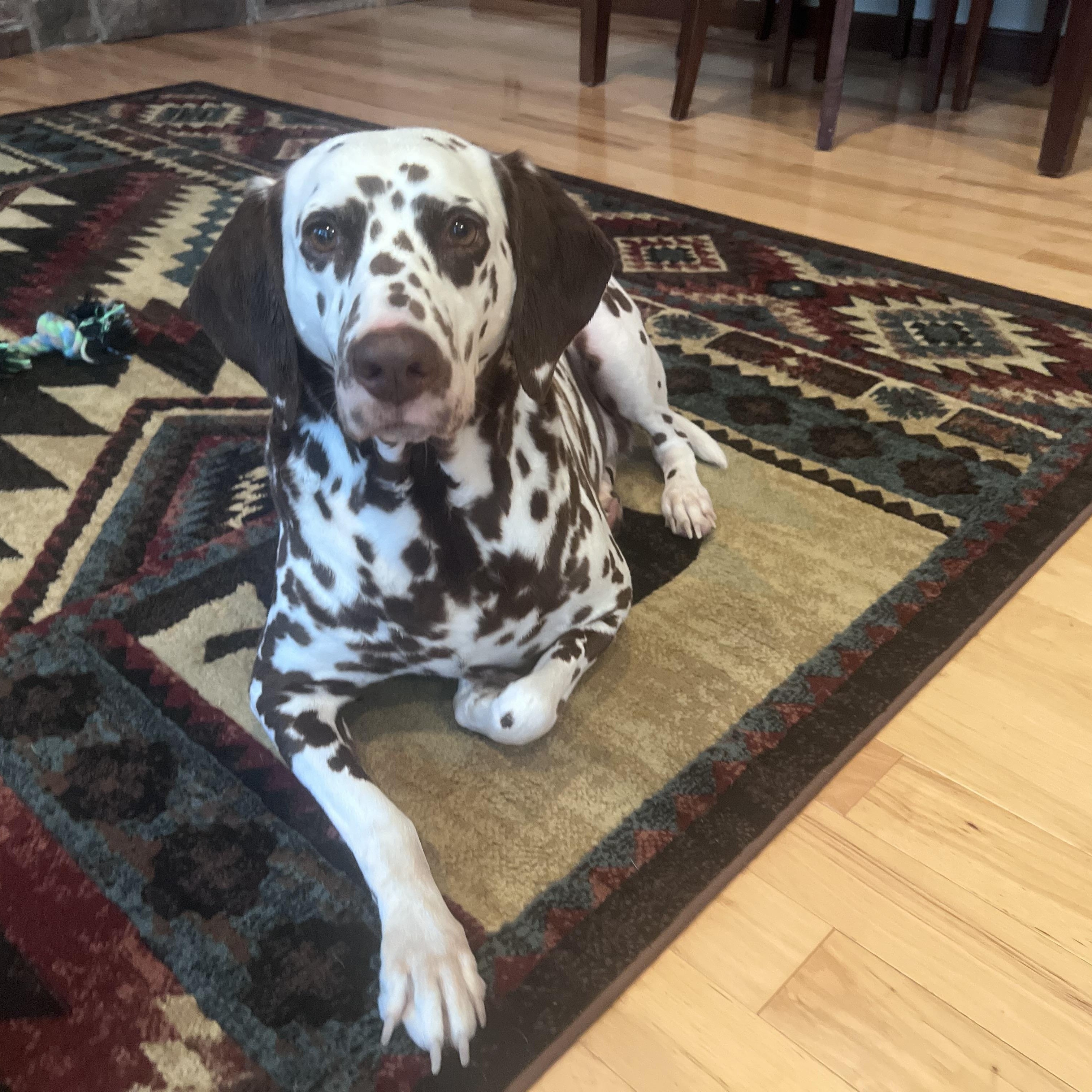 Lily-ADOPTION PENDING, a ADOPTABLE Dalmatian in Hamilton, OH image 2/6