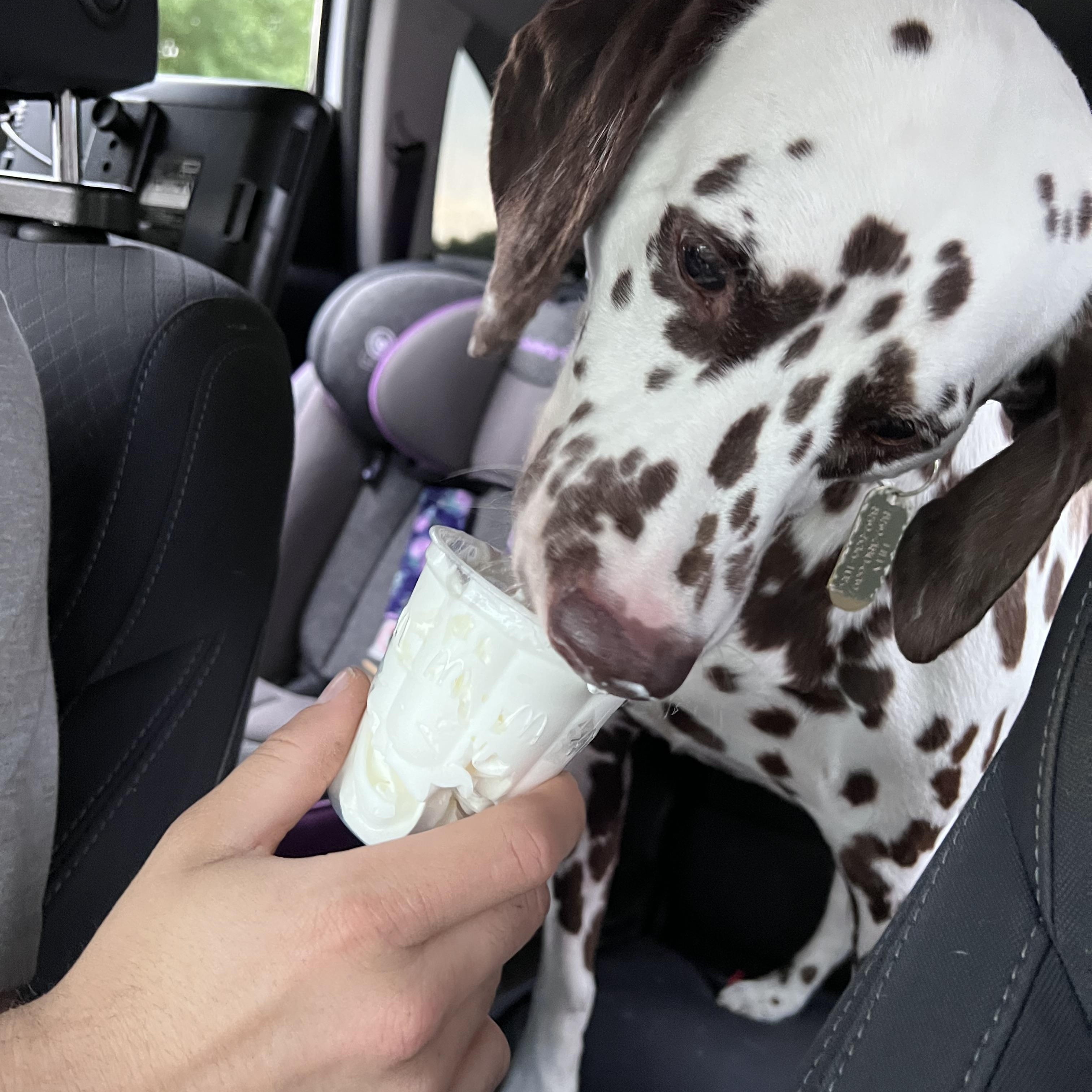 Lily-ADOPTION PENDING, a ADOPTABLE Dalmatian in Hamilton, OH image 6/6
