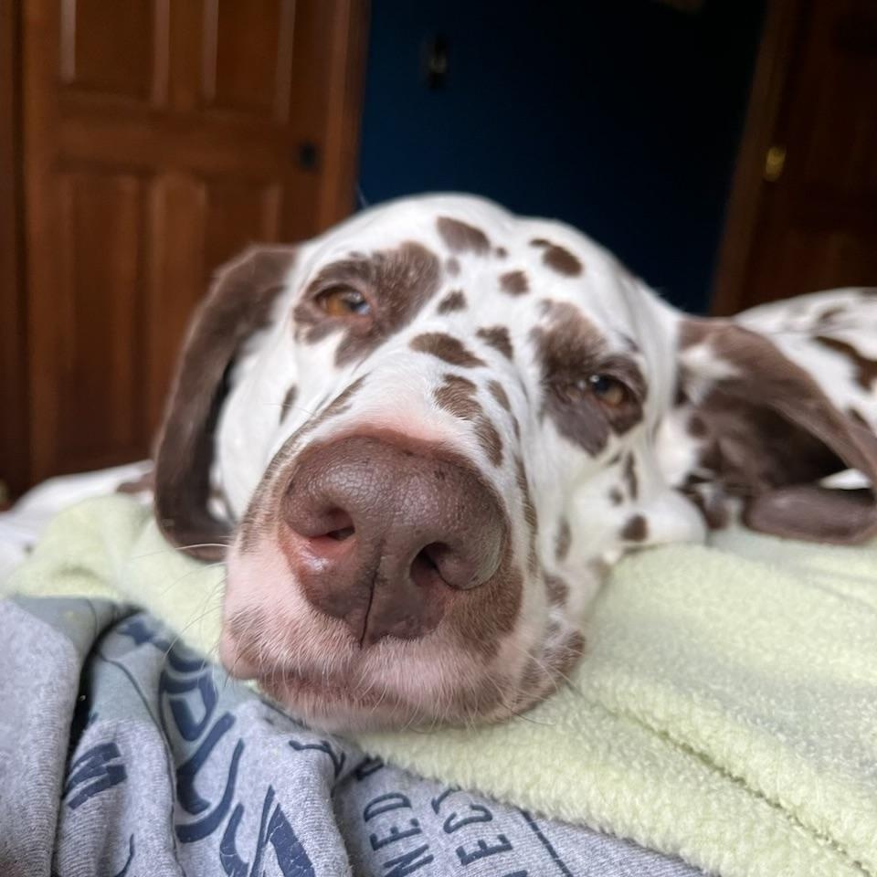 Lily-ADOPTION PENDING, ADOPTABLE, Senior Female Dalmatian.