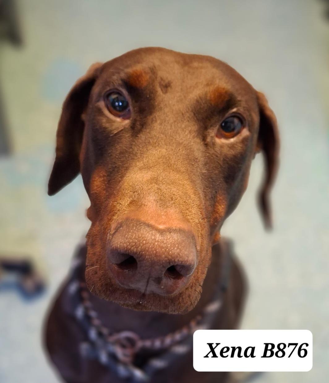 Enlarge Xena, a ADOPTABLE Doberman Pinscher in Morganton, NC image 1/1