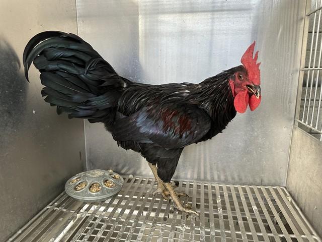 Enlarge RAGNAR, a Adoptable Chicken in Lancaster, CA image 1/1