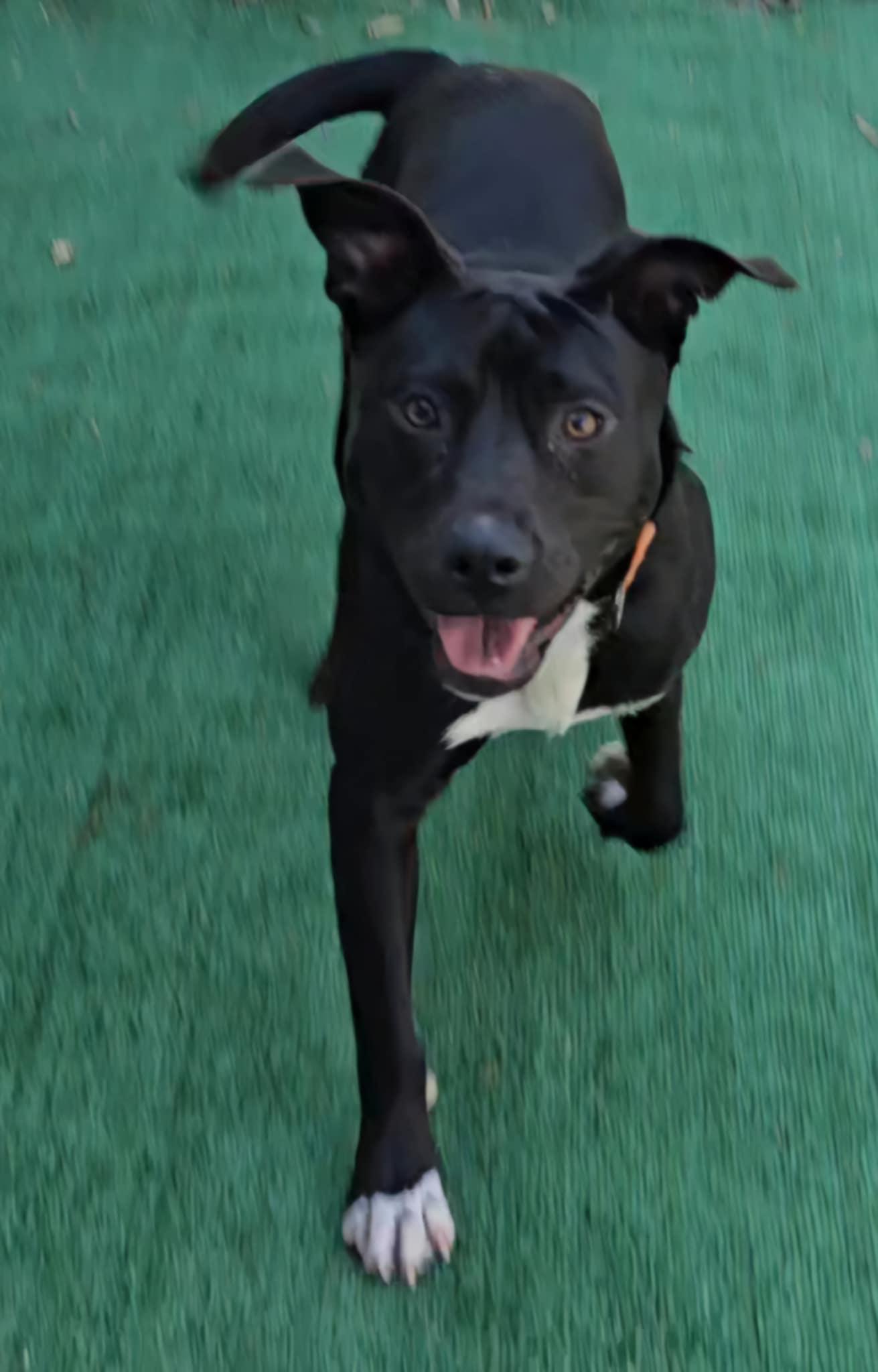 Enlarge Athena, a Adoptable mixed breed in Allentown, PA image 3/5