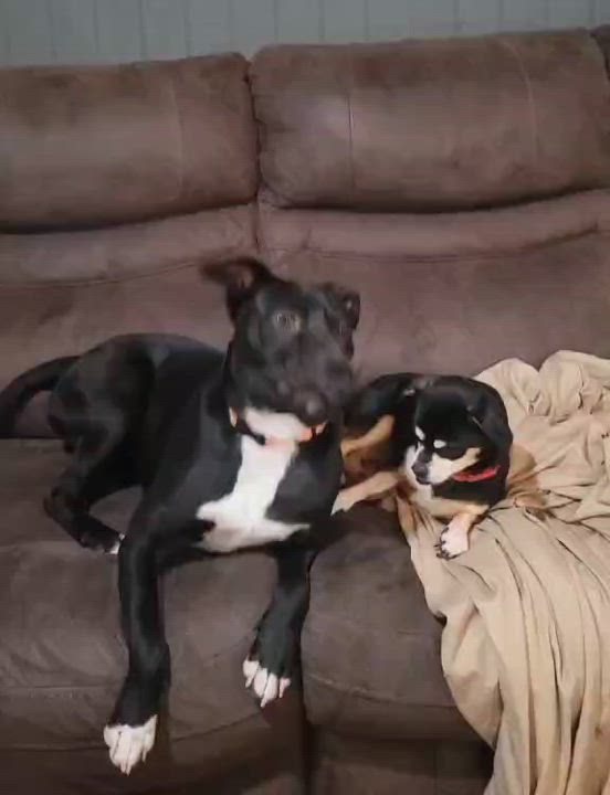 Enlarge Athena, a Adoptable mixed breed in Allentown, PA video 4/5