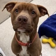 Canelo, Adoptable, Adult Male American Staffordshire Terrier.