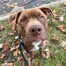 Enlarge Canelo, a Adoptable American Staffordshire Terrier in Grand Rapids, MI image 2/3