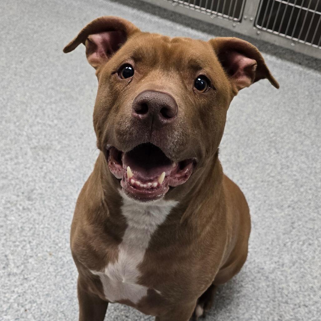 Enlarge Canelo, a Adoptable American Staffordshire Terrier in Grand Rapids, MI image 3/3