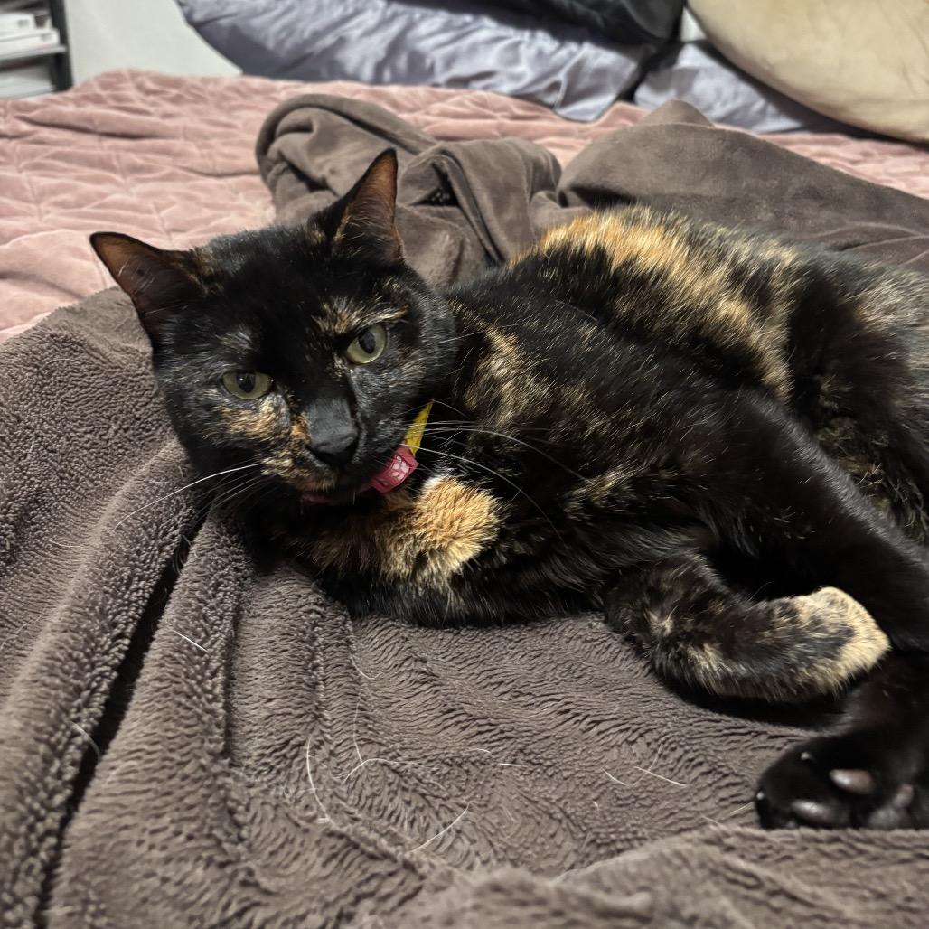 Izzy, Adoptable, Adult Female Domestic Medium Hair.