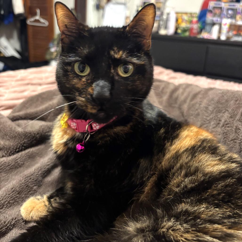 Izzy, a Adoptable Domestic Medium Hair in Tampa, FL image 2/6