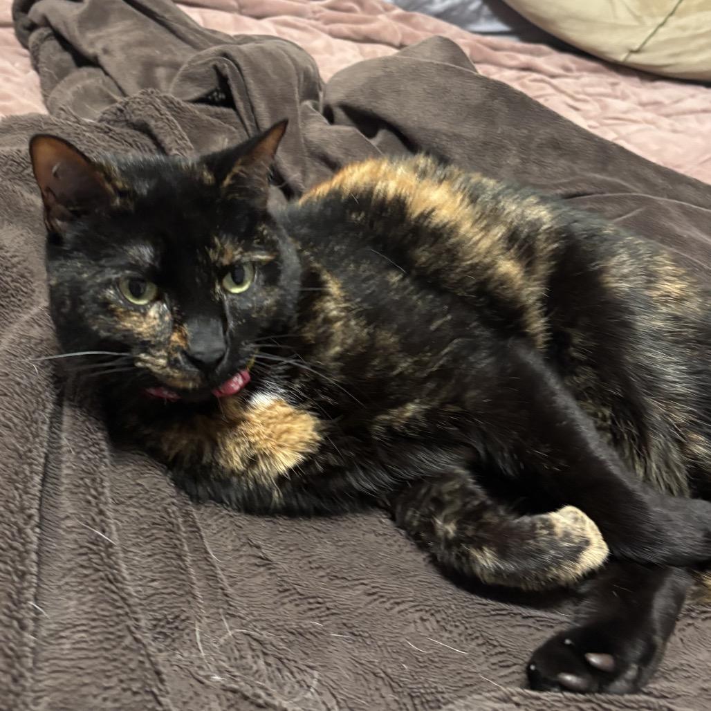 Izzy, a Adoptable Domestic Medium Hair in Tampa, FL image 3/6