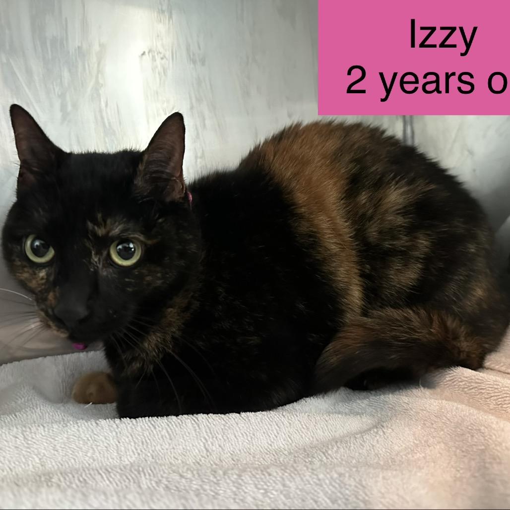 Izzy, a Adoptable Domestic Medium Hair in Tampa, FL image 4/6