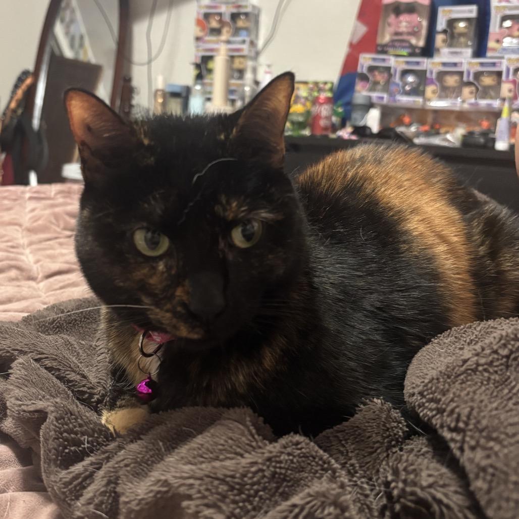 Izzy, a Adoptable Domestic Medium Hair in Tampa, FL image 5/6