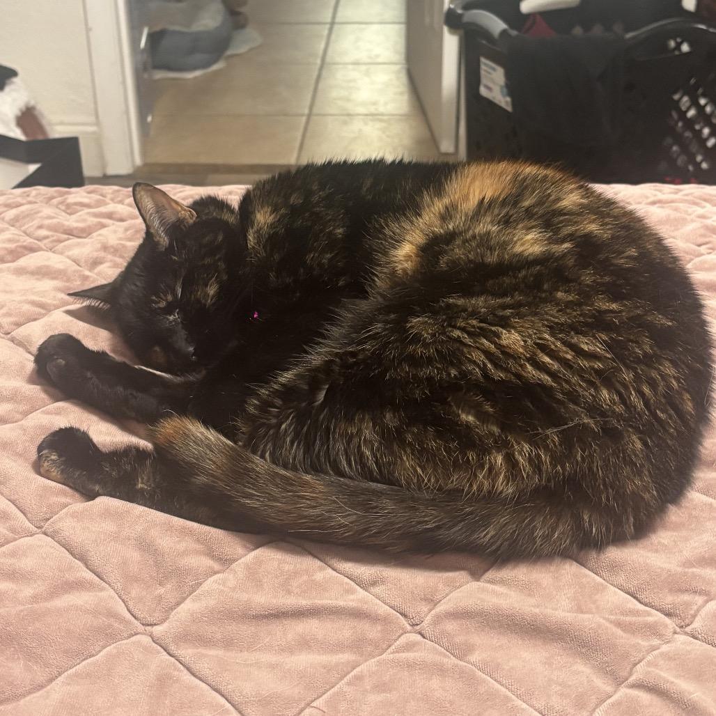 Izzy, a Adoptable Domestic Medium Hair in Tampa, FL image 6/6