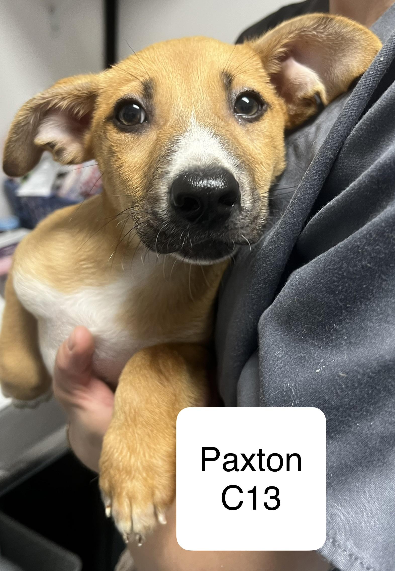 Paxton, ADOPTABLE, Young Male Chihuahua & Terrier.