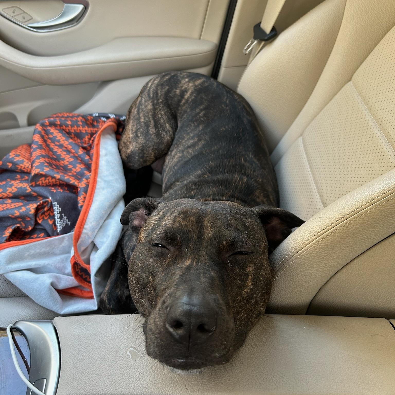 Mavis, a Adoptable mixed breed in Houston, TX image 3/6