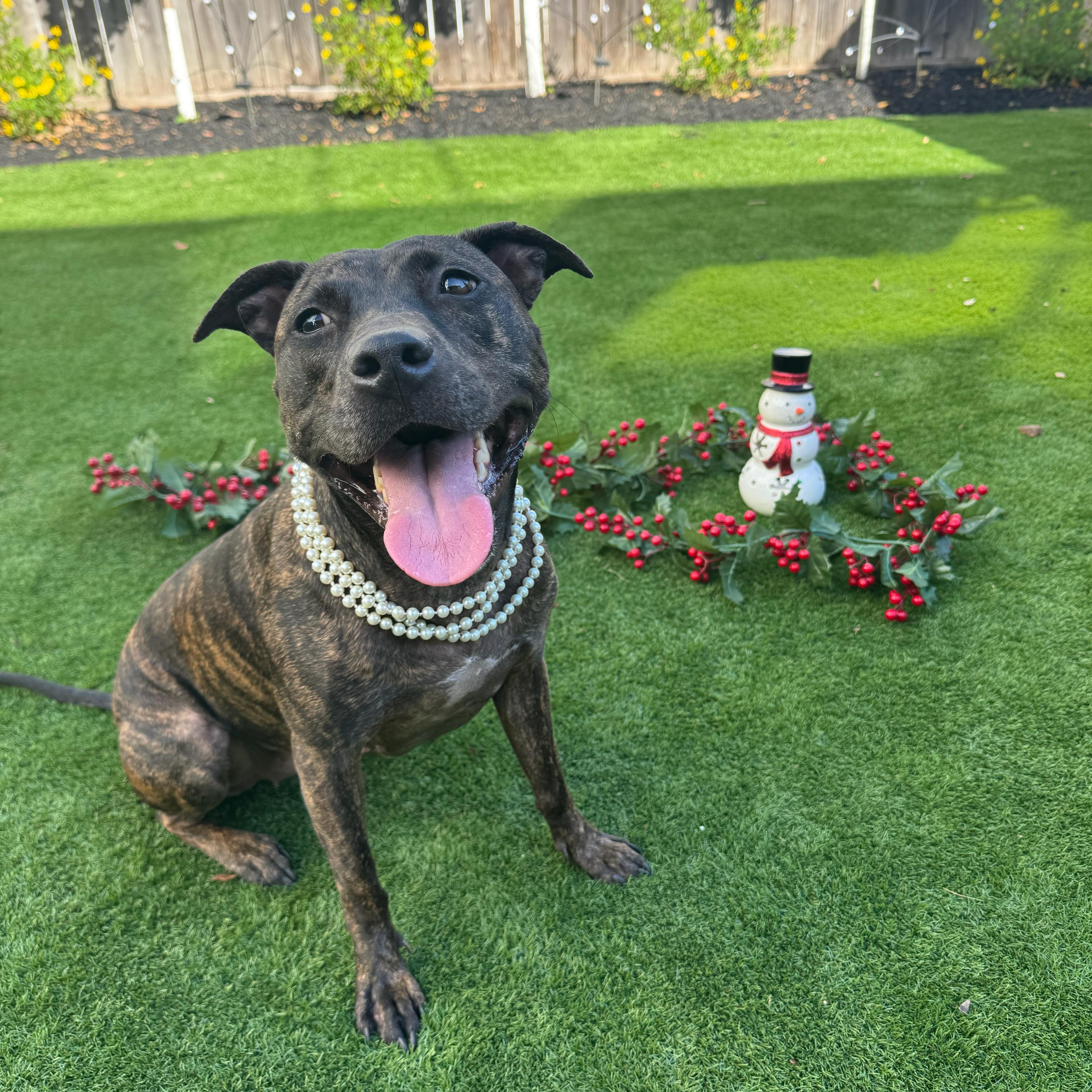 Mavis, a Adoptable mixed breed in Houston, TX image 1/6