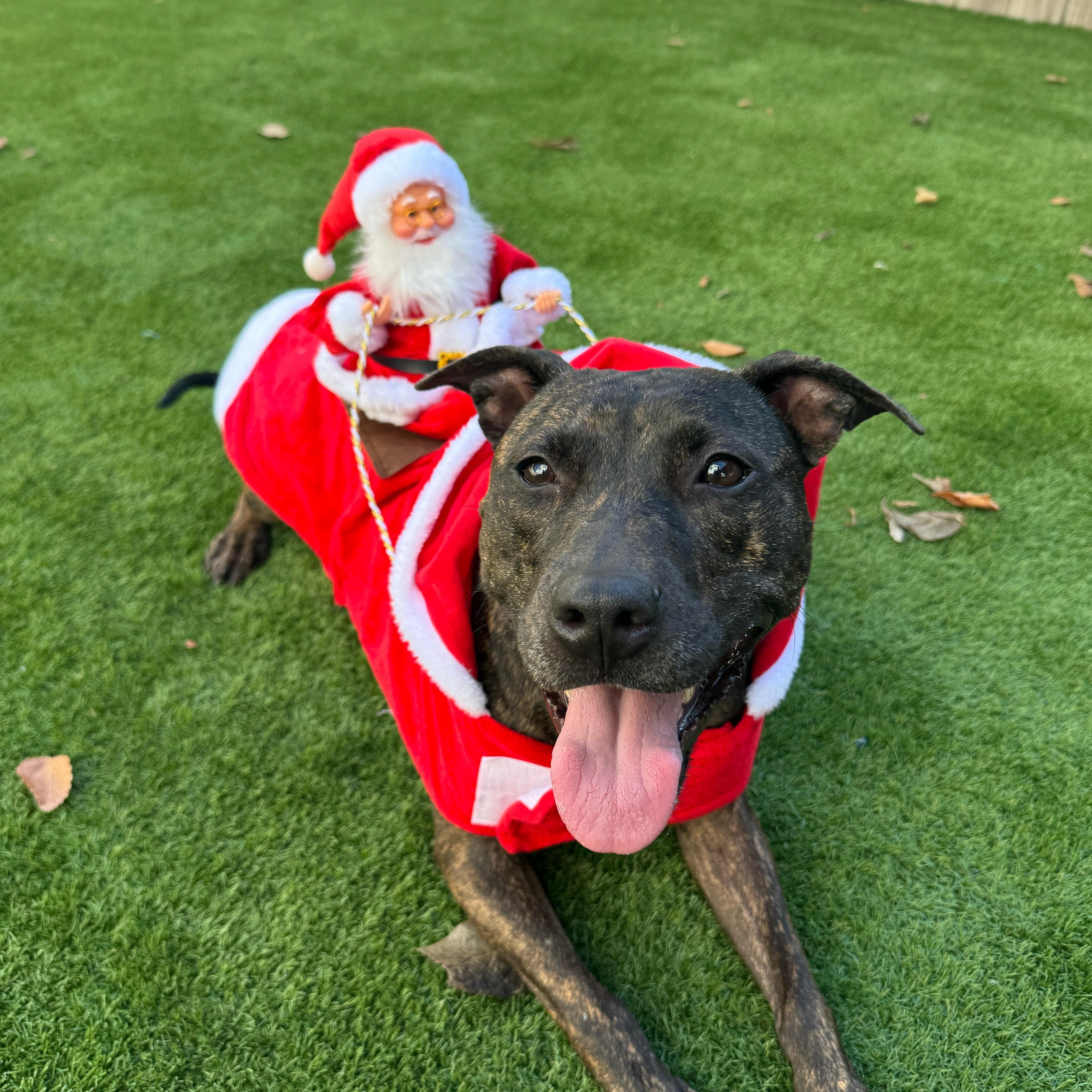 Mavis, a Adoptable mixed breed in Houston, TX image 6/6