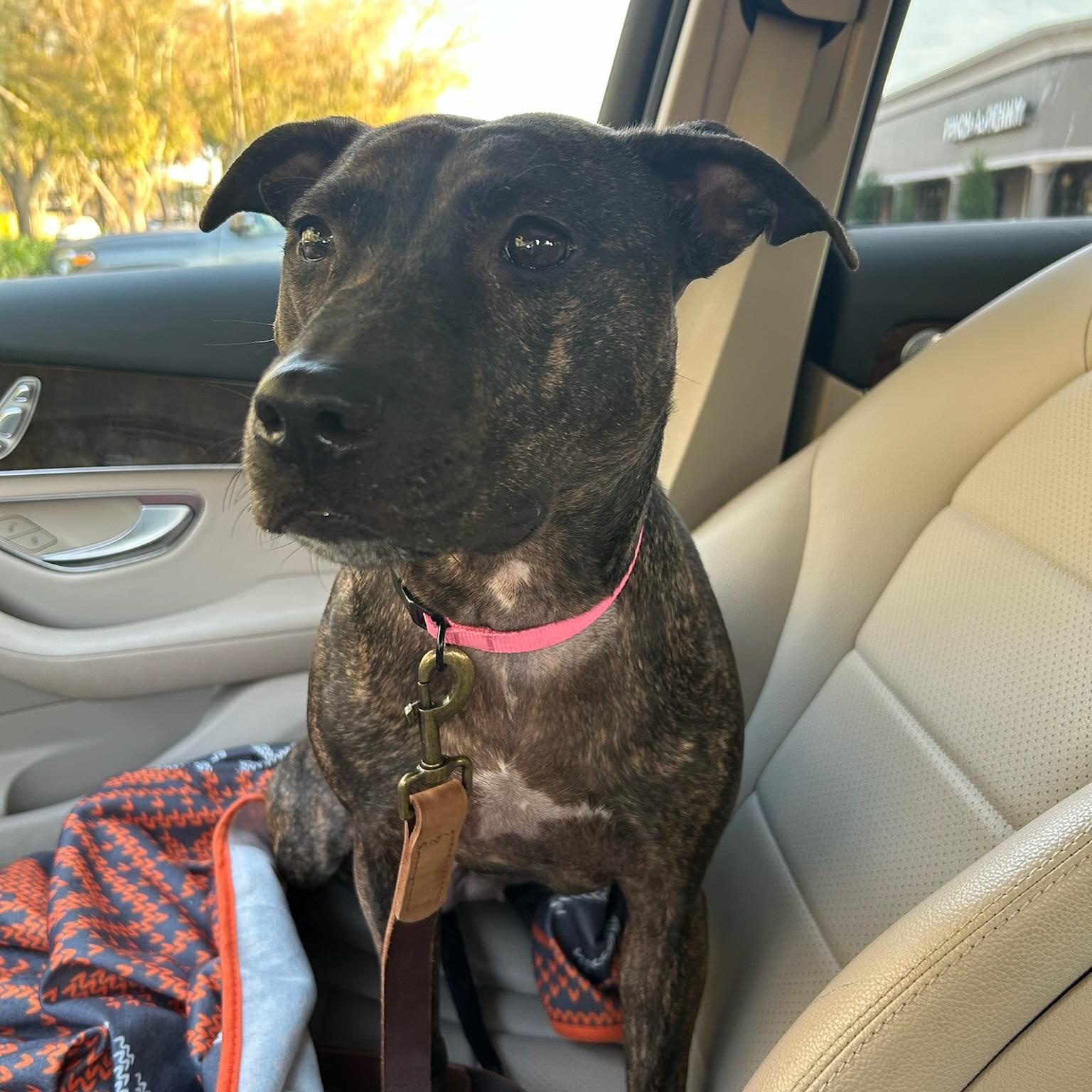 Mavis, a Adoptable mixed breed in Houston, TX image 4/6