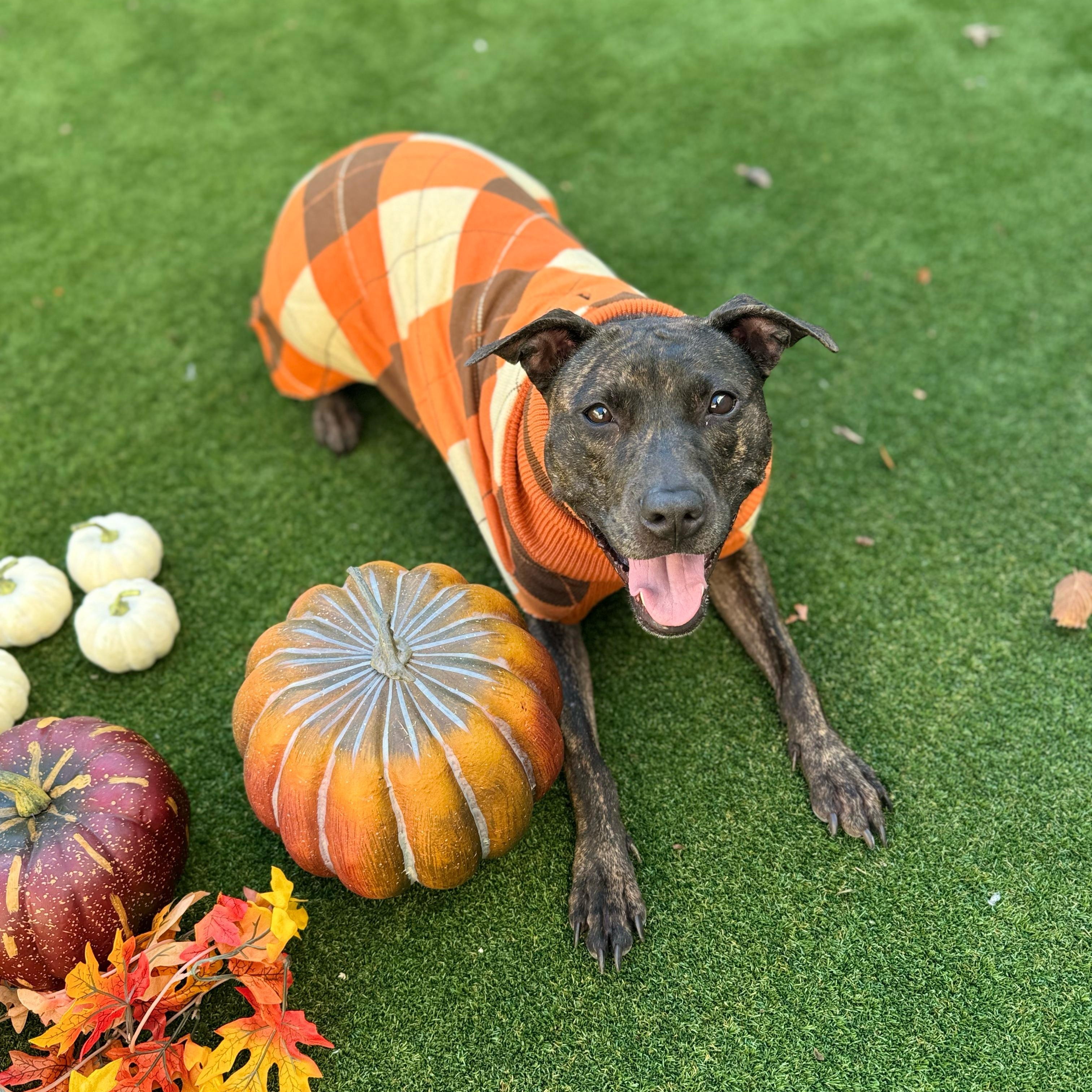 Mavis, Adoptable, Young Female Pit Bull Terrier & Labrador Retriever.