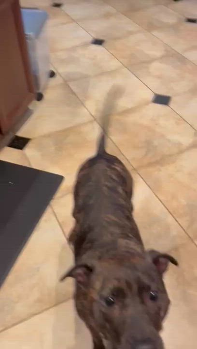 Enlarge Mavis, a Adoptable mixed breed in Houston, TX video 5/6