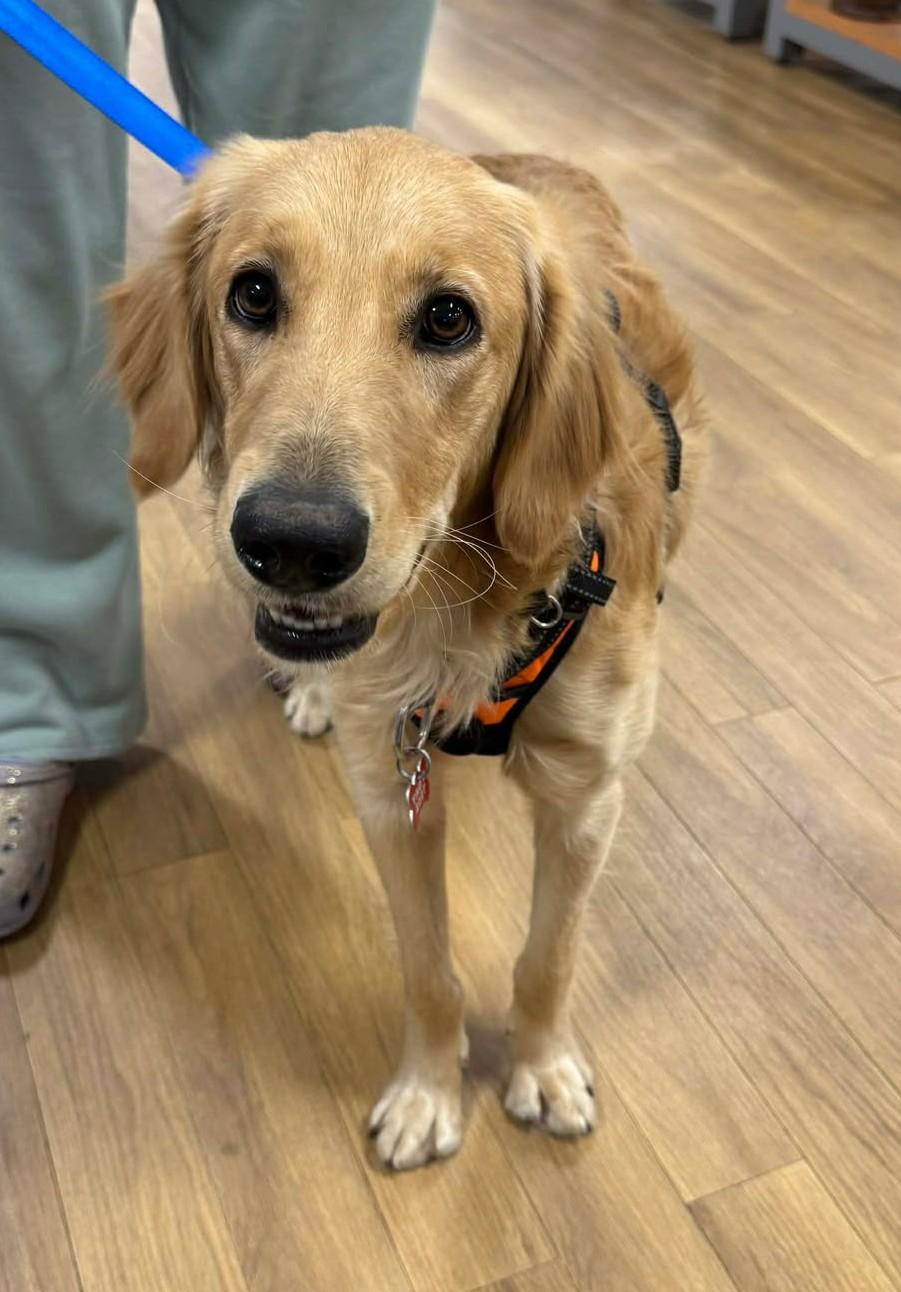 Enlarge Ross Matthews, a ADOPTABLE Golden Retriever in Kiowa, OK image 4/6