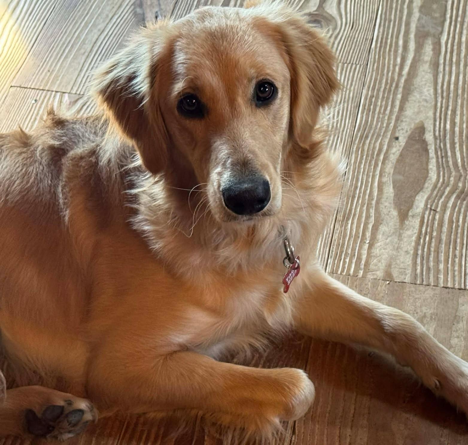 Ross Matthews, ADOPTABLE, Puppy Male Golden Retriever.