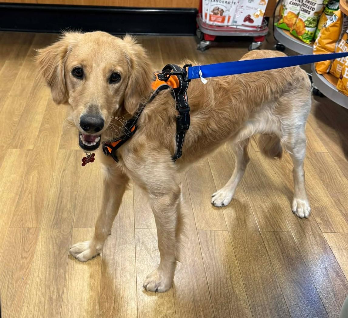 Enlarge Ross Matthews, a ADOPTABLE Golden Retriever in Kiowa, OK image 2/6