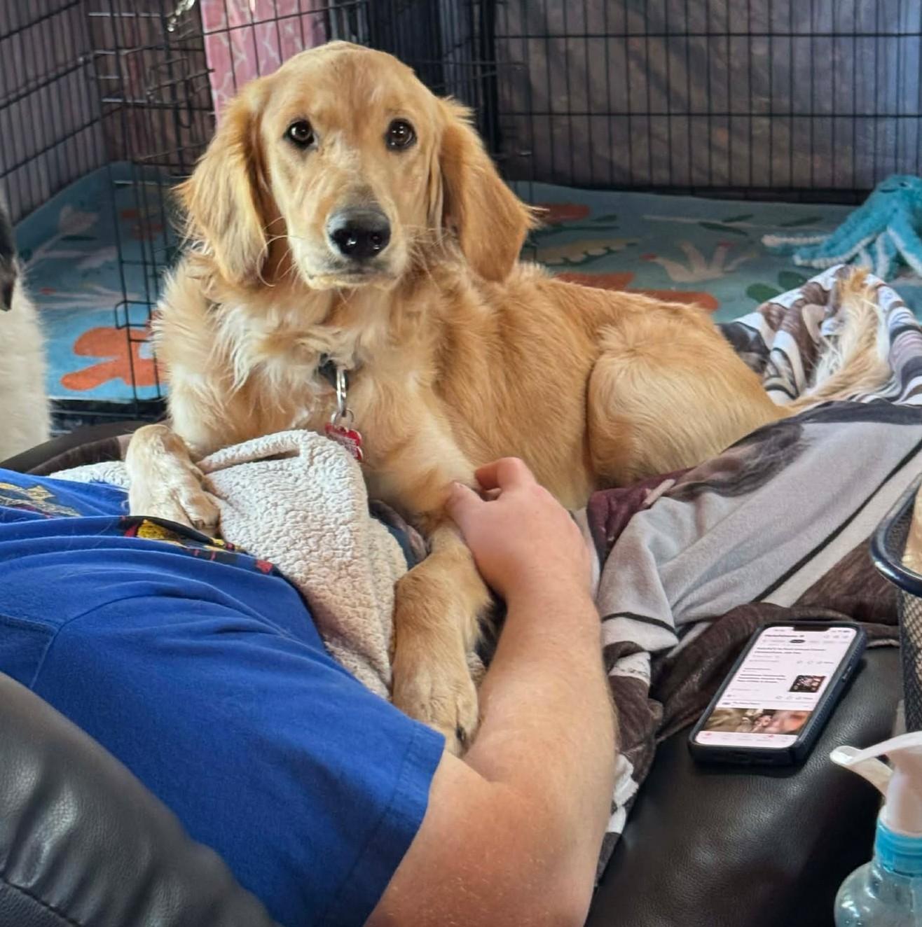 Enlarge Ross Matthews, a ADOPTABLE Golden Retriever in Kiowa, OK image 6/6