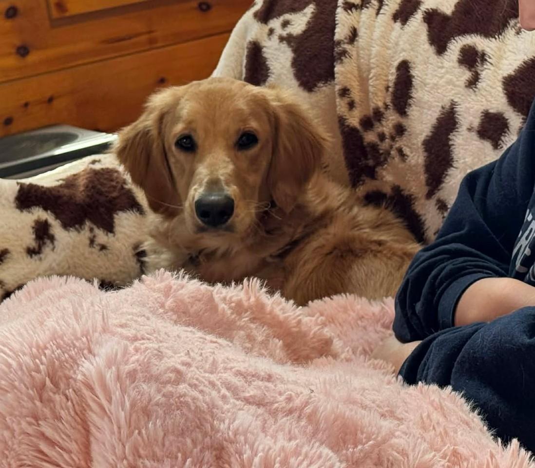 Enlarge Ross Matthews, a ADOPTABLE Golden Retriever in Kiowa, OK image 3/6