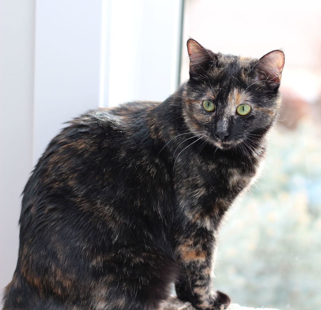 Evelyn, Adoptable, Adult Female Tortoiseshell.
