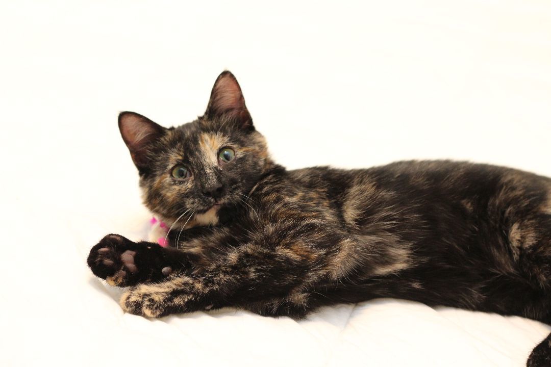 Evelyn, a Adoptable Tortoiseshell in Lethbridge, AB image 2/4