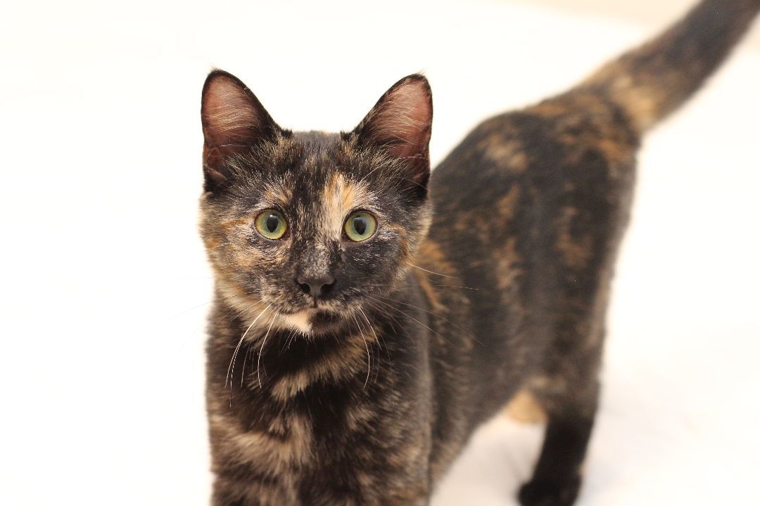 Evelyn, a Adoptable Tortoiseshell in Lethbridge, AB image 3/4