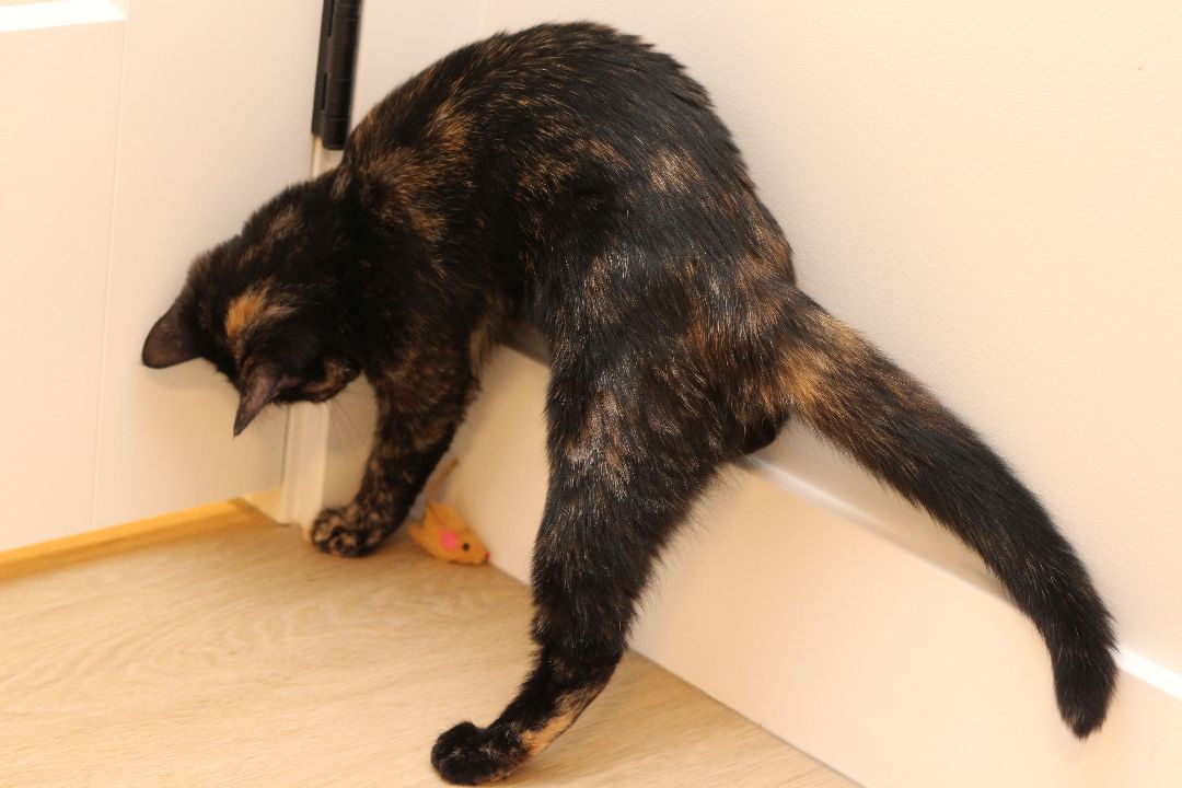 Evelyn, a Adoptable Tortoiseshell in Lethbridge, AB image 4/4