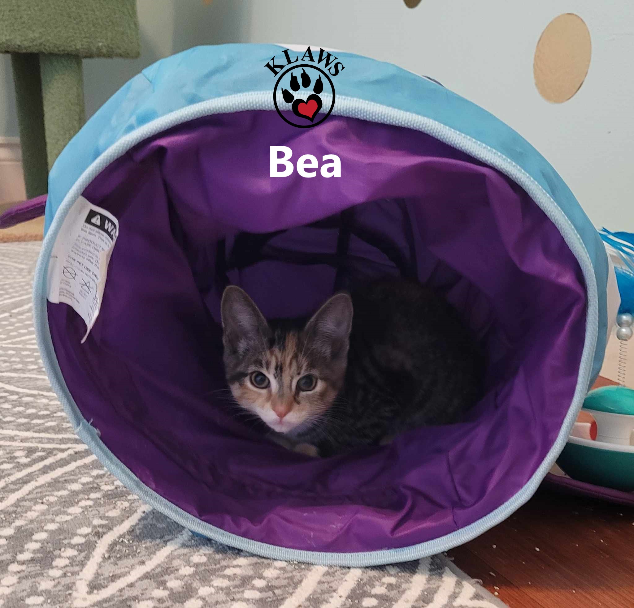 Enlarge Bea, a Adopted Domestic Short Hair in Lindsay, ON image 1/3