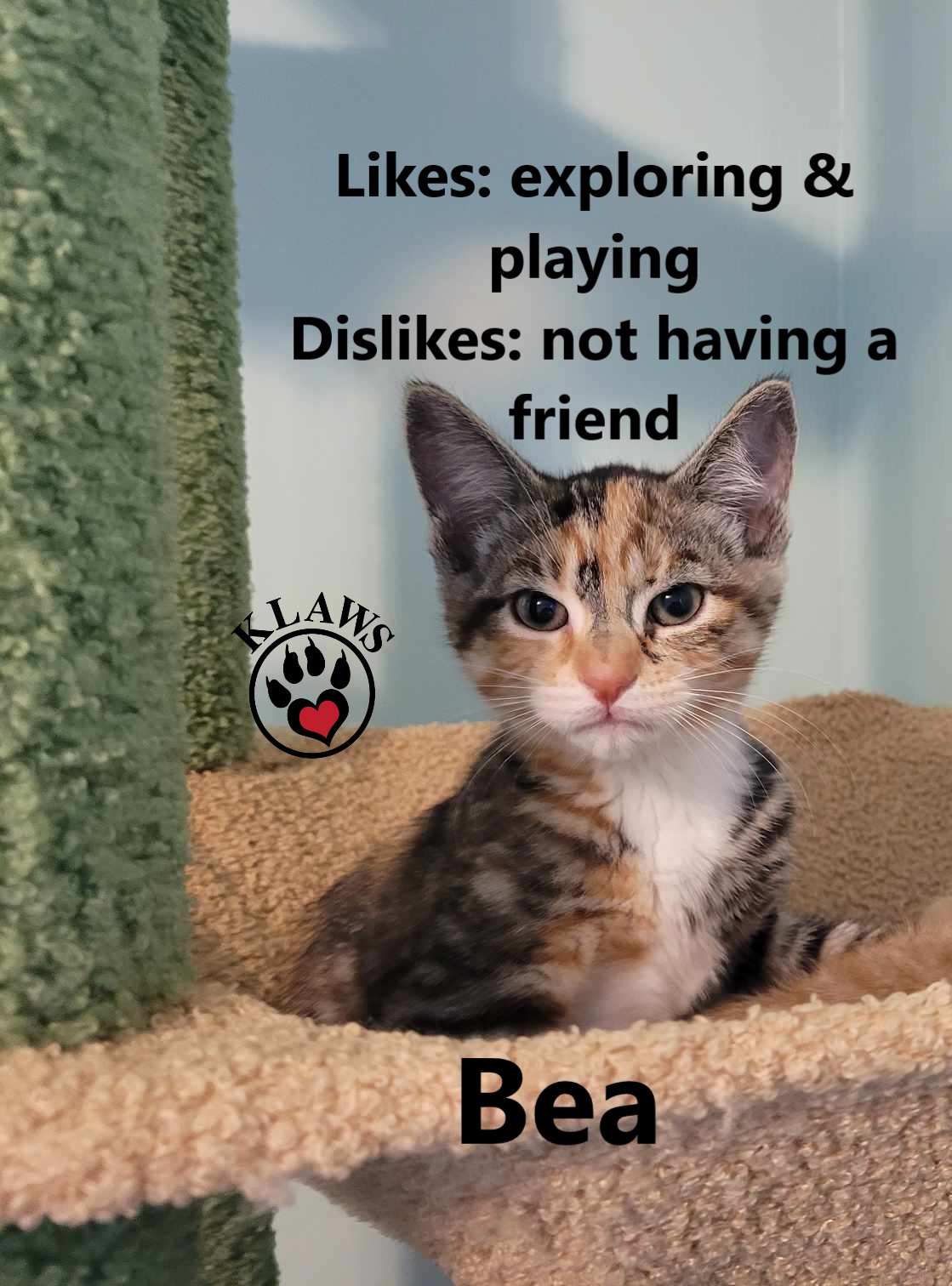 Enlarge Bea, a Adopted Domestic Short Hair in Lindsay, ON image 2/3