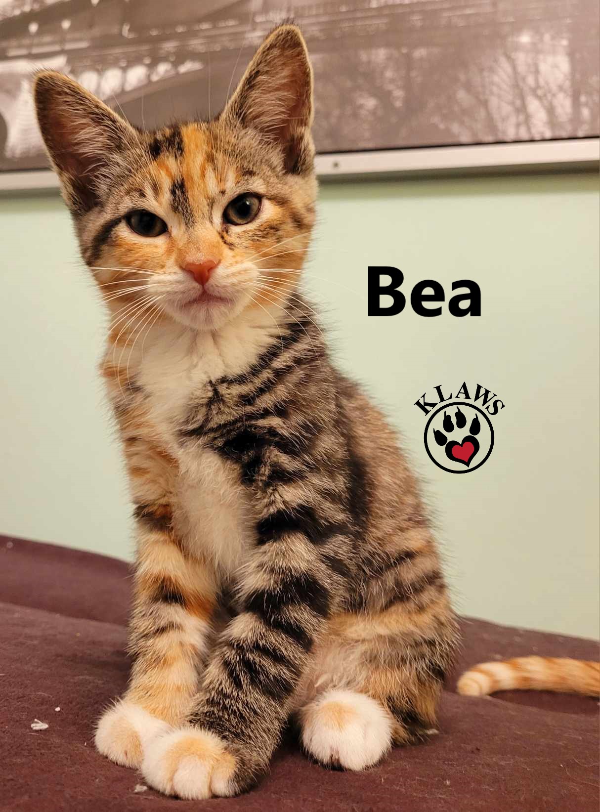 Enlarge Bea, a Adopted Domestic Short Hair in Lindsay, ON image 3/3