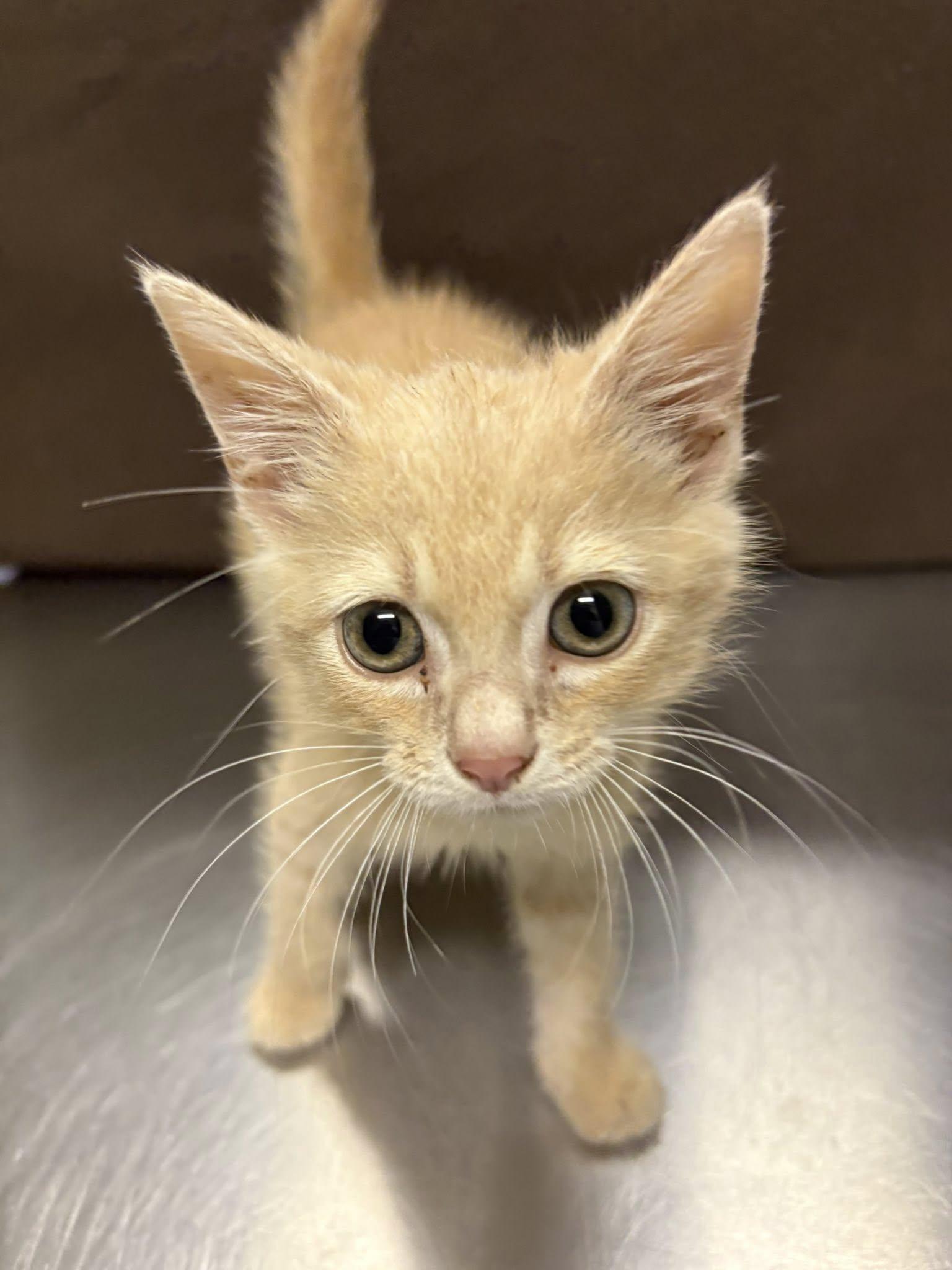 Marvin, Adoptable, Kitten Male Domestic Medium Hair.