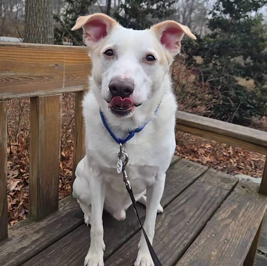 Norris (Bonded w/Frankie), adoptable, Adult Male Mixed Breed & Jack Russell Terrier.
