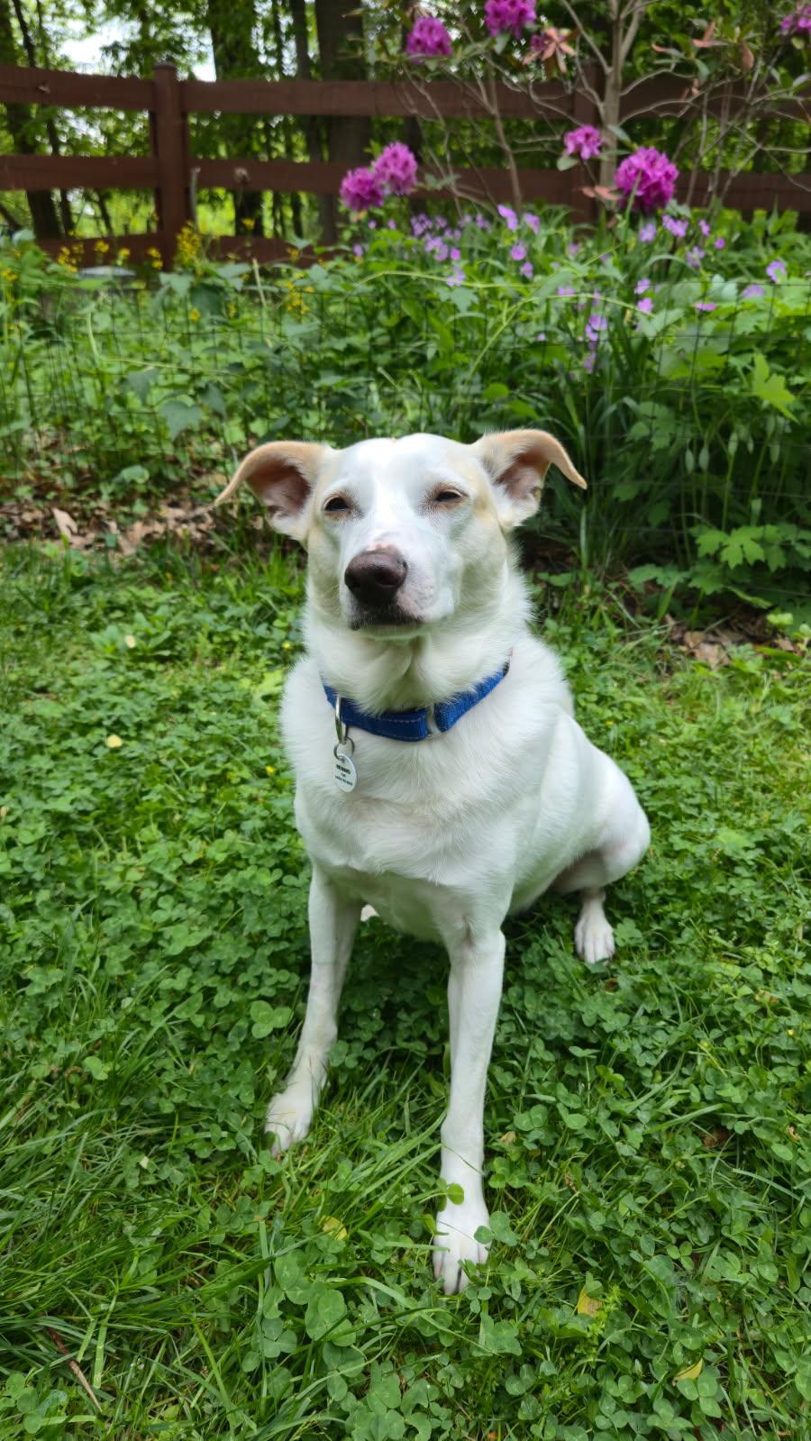 Norris aka Nori, an adoptable mixed breed in Severn, MD image 5/6