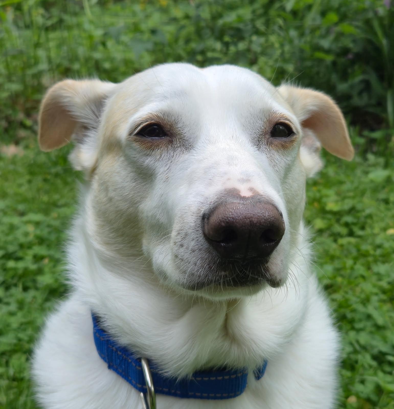 Norris aka Nori, adoptable, Adult Male Mixed Breed & Jack Russell Terrier.