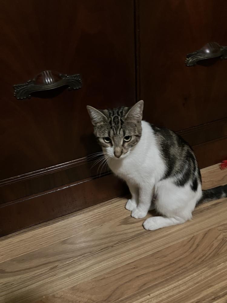 Smokey, a Adoptable Domestic Short Hair in Bellingham, WA image 1/2