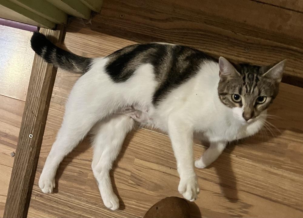 Smokey, a Adoptable Domestic Short Hair in Bellingham, WA image 2/2