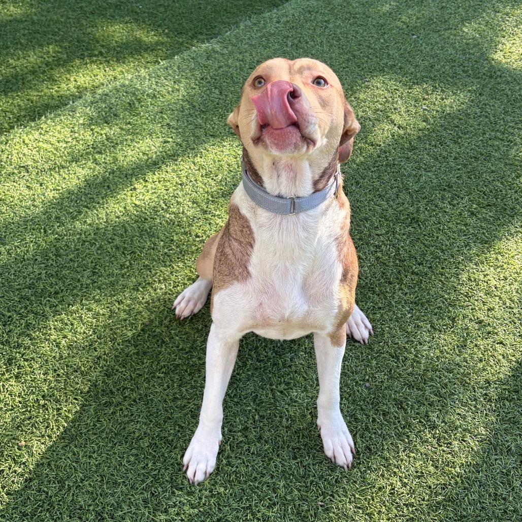 Buttercup, Adoptable, Adult Female Mixed Breed.