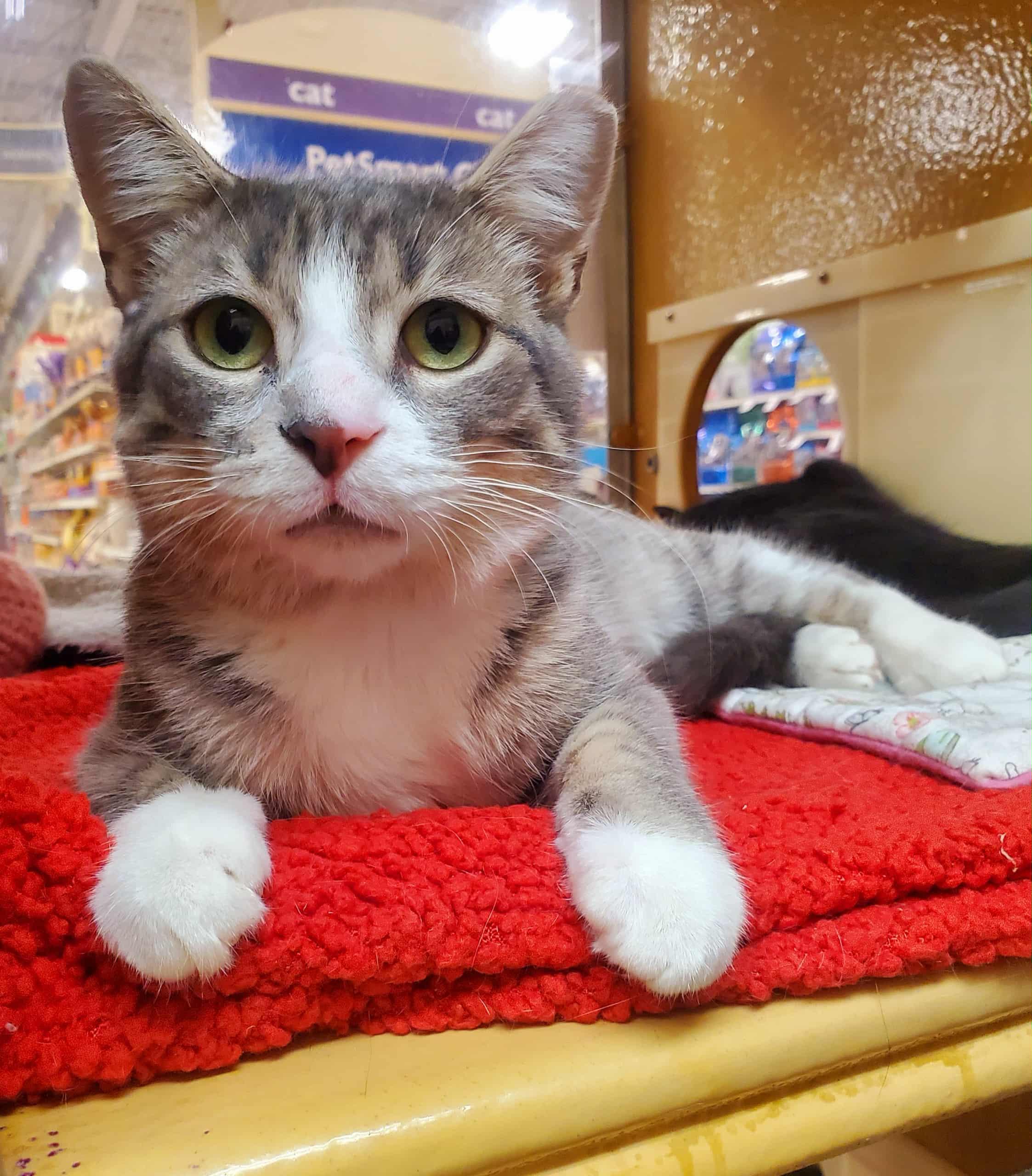 Sky, Adoptable, Young Male Tabby.