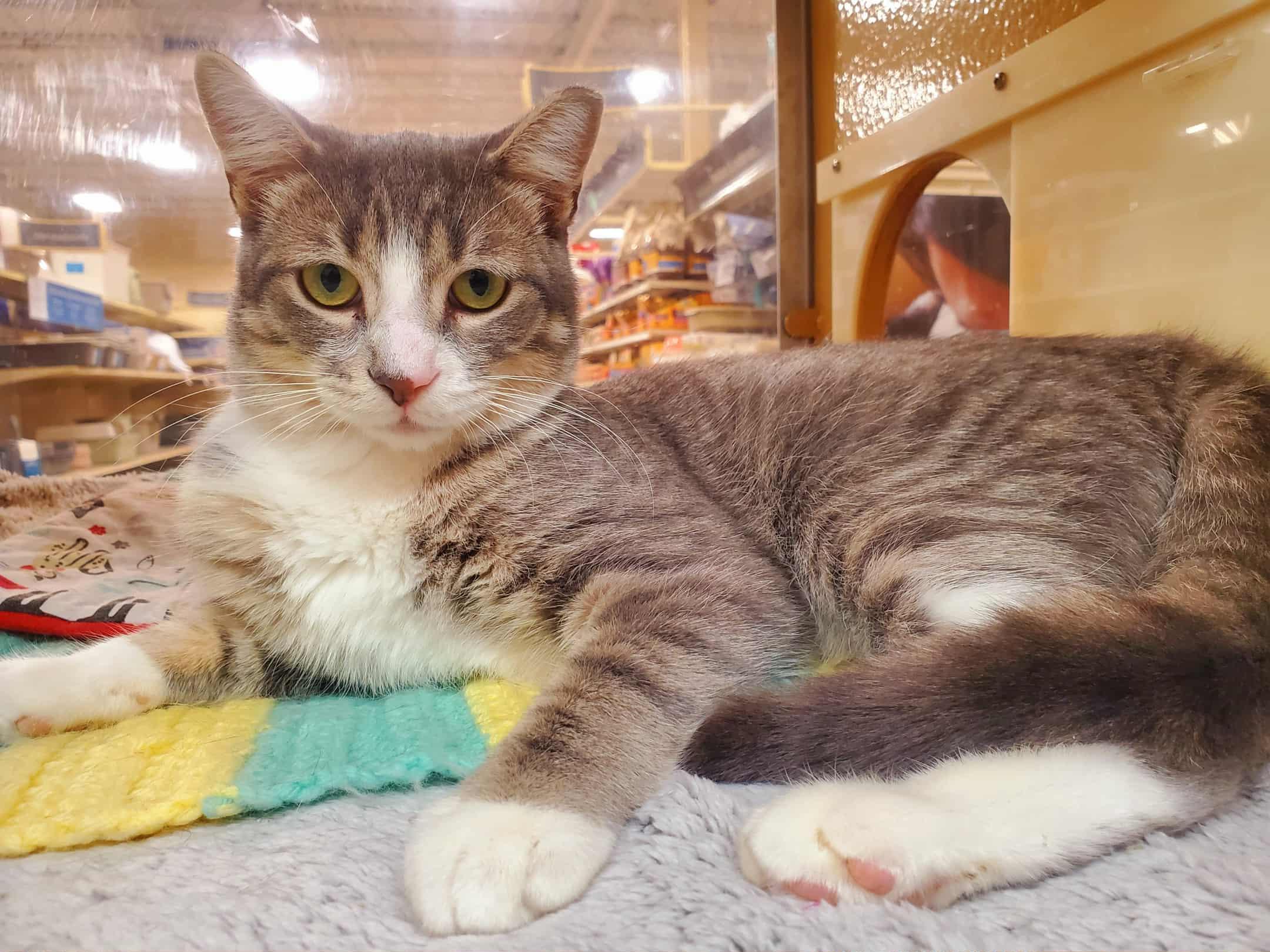 Enlarge Sky, a Adoptable Tabby in Keswick, ON image 2/4