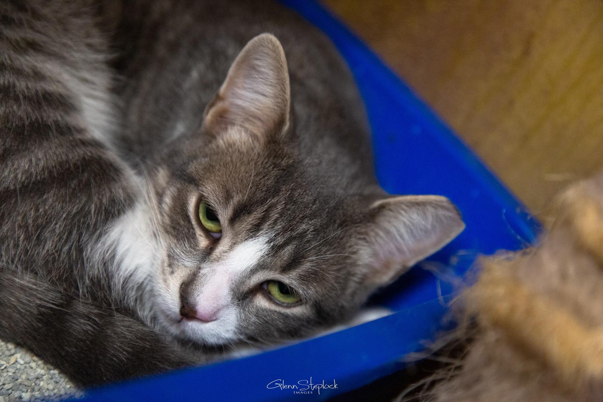 Enlarge Sky, a Adoptable Tabby in Keswick, ON image 3/4