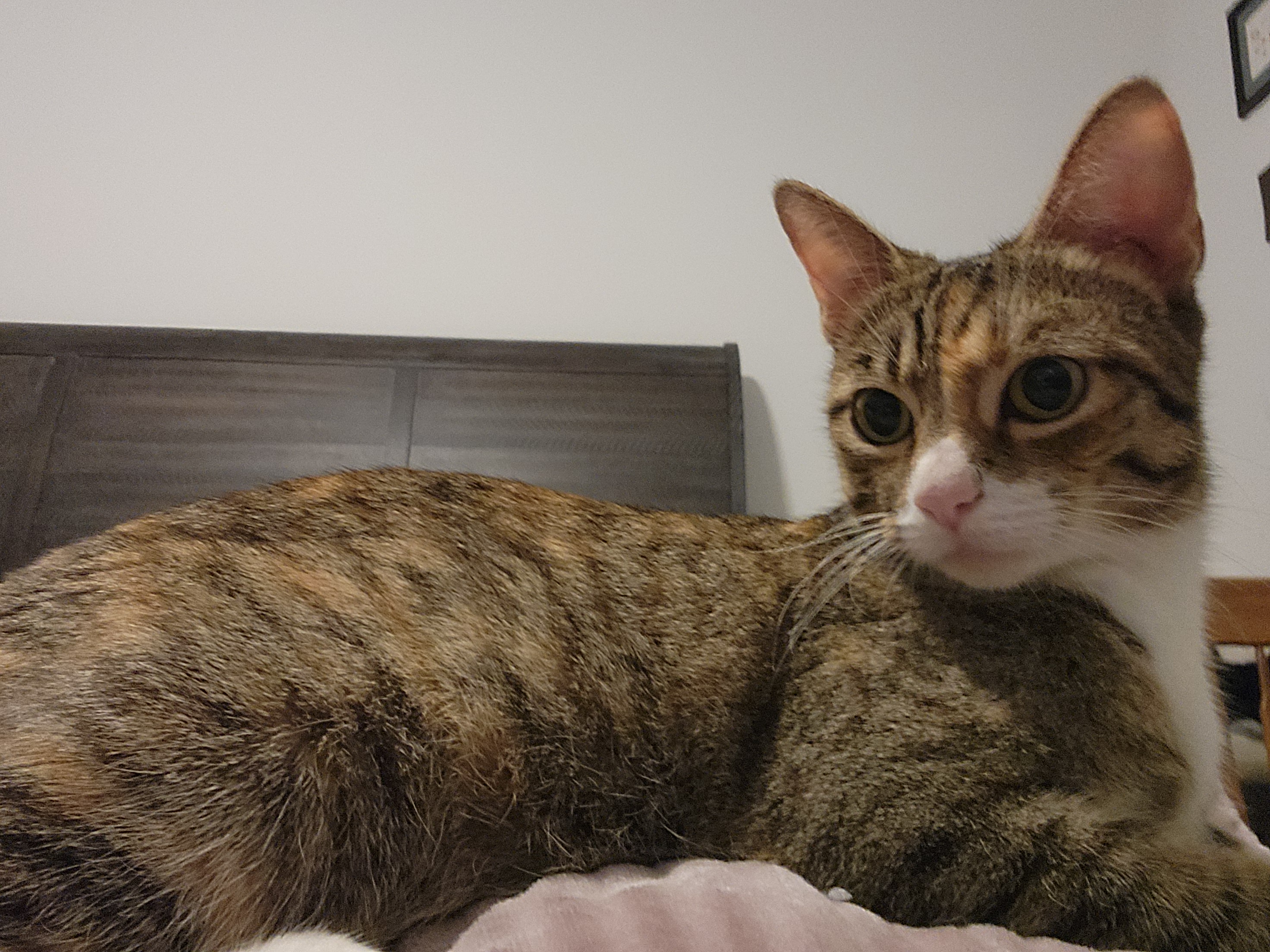 Enlarge Helene, a Adoptable Domestic Short Hair in Tampa, FL image 5/6