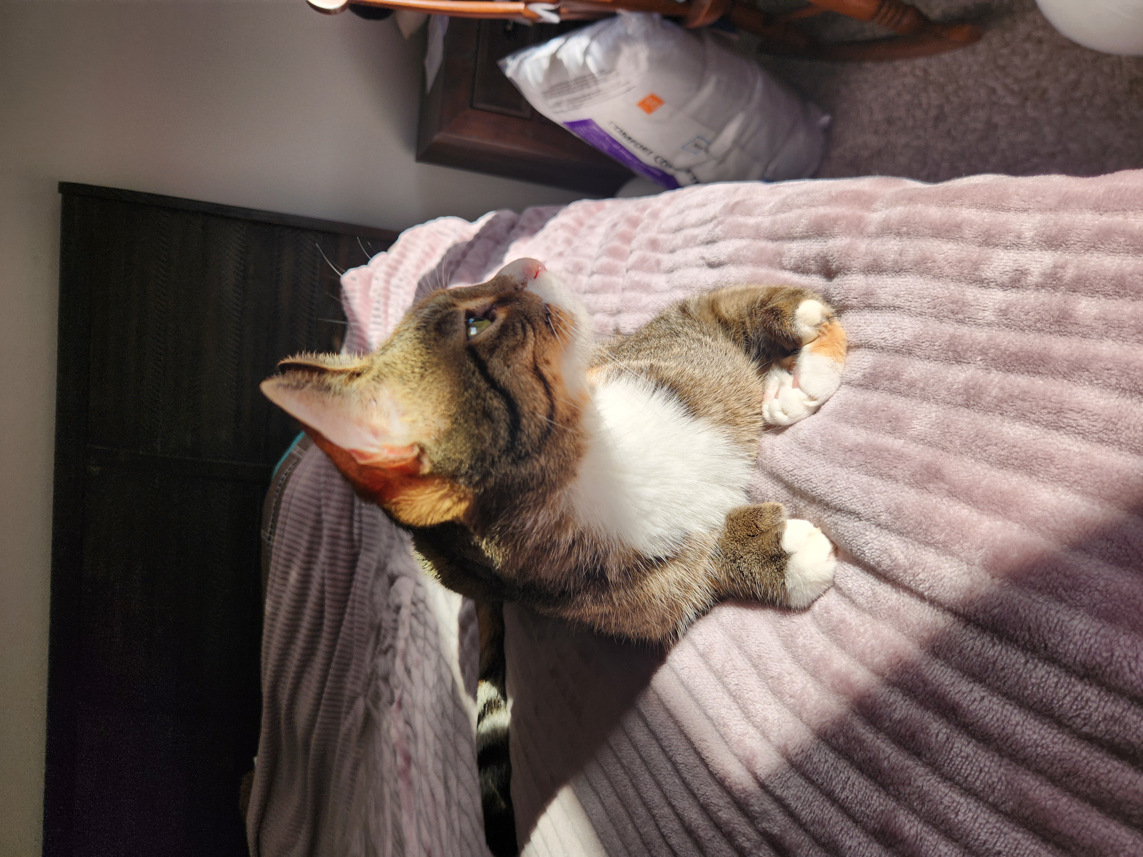 Enlarge Helene, a Adoptable Domestic Short Hair in Tampa, FL image 4/6