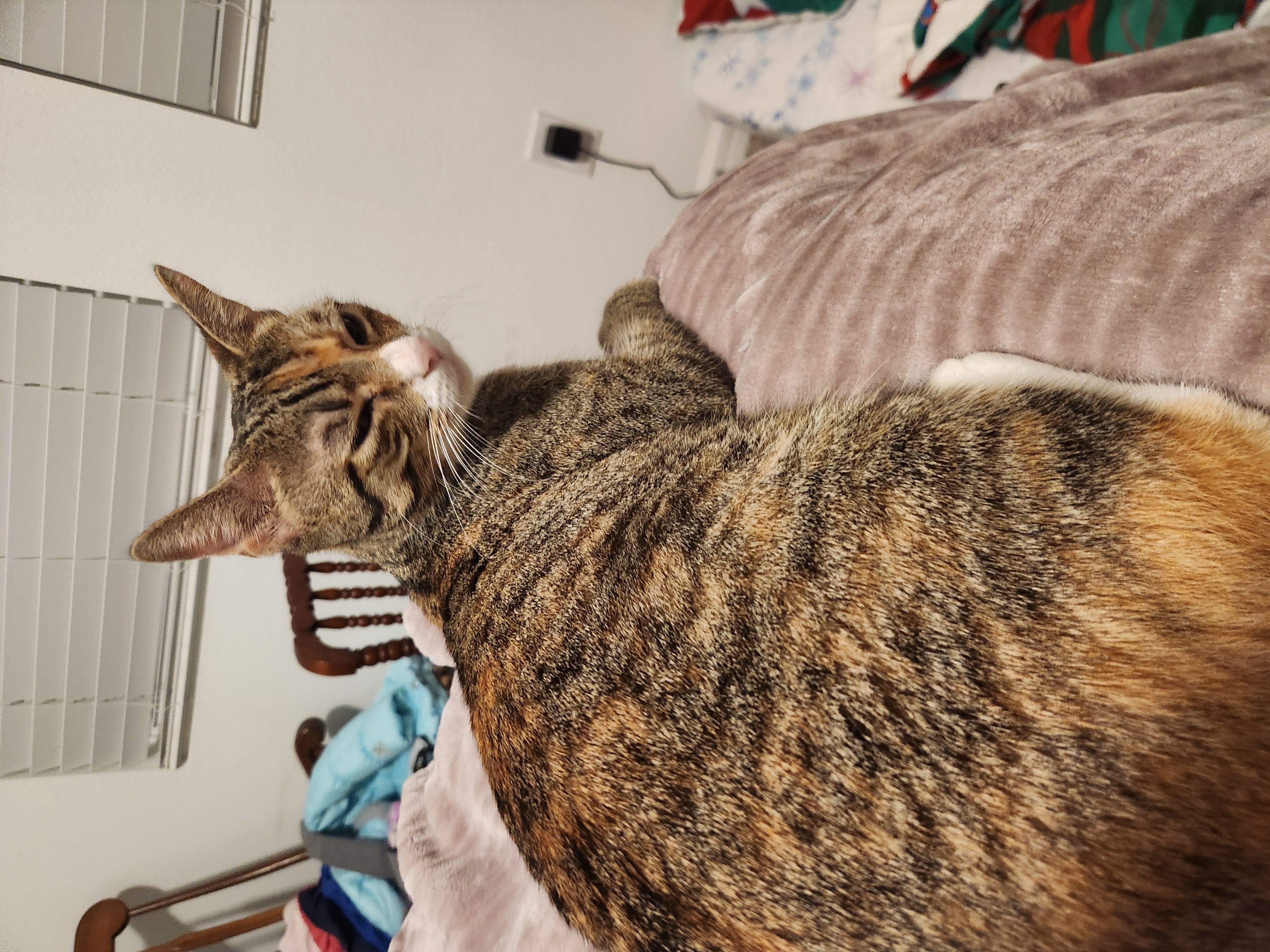 Enlarge Helene, a Adoptable Domestic Short Hair in Tampa, FL image 3/6