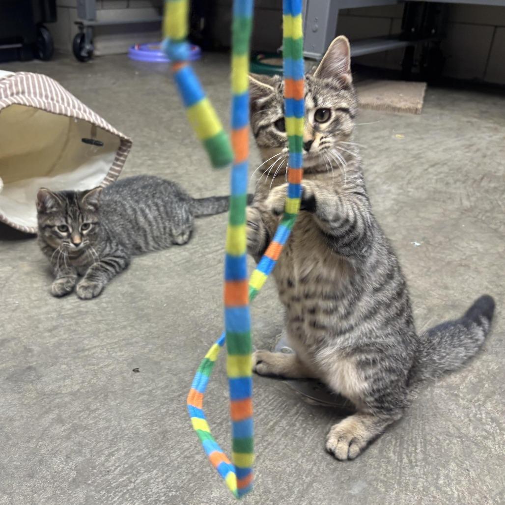 Wendal, Adoptable, Kitten Male Domestic Short Hair.