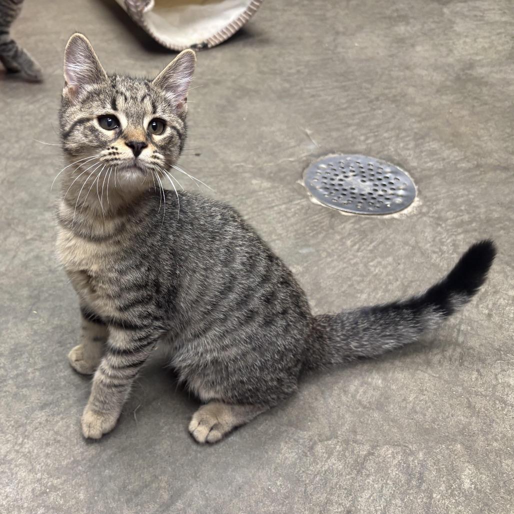 Enlarge Wendal, a Adoptable Domestic Short Hair in Waynesburg, PA image 2/6
